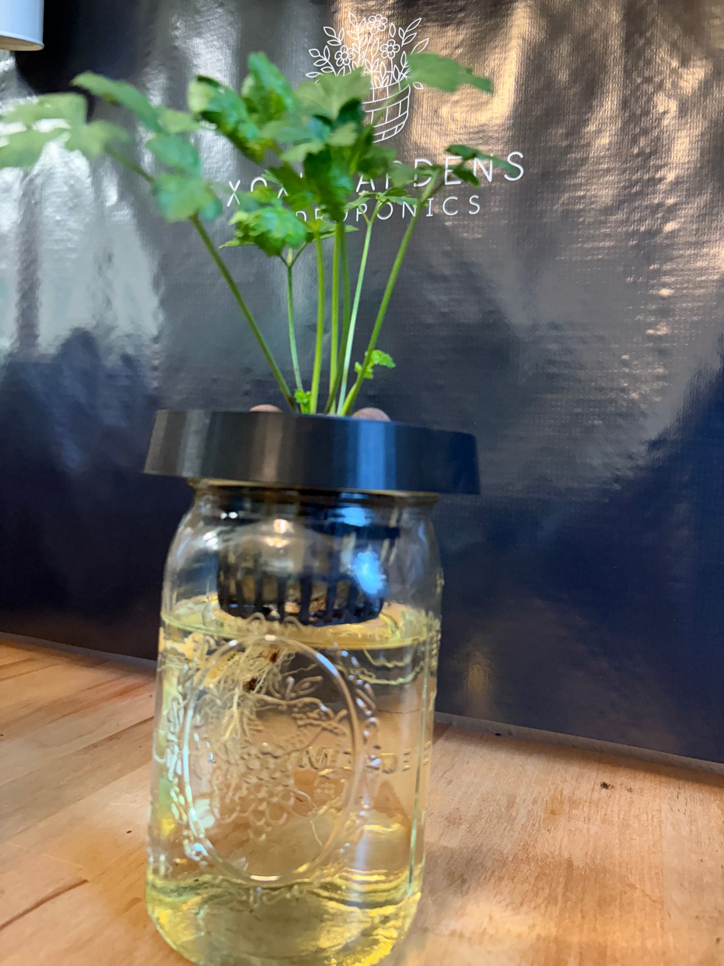 Back in Black Hydroponic Grow Kit