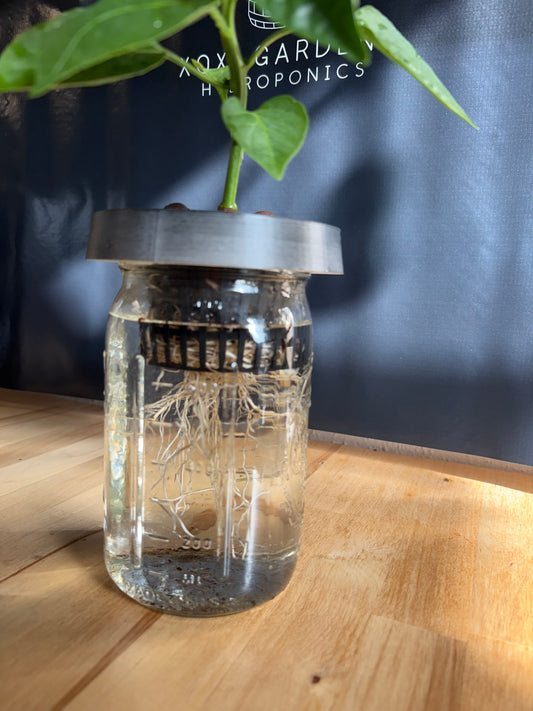 Back in Black Hydroponic Grow Kit